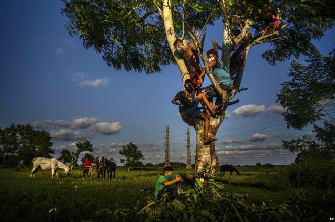 24h qua ảnh: Trẻ em Cuba thả ngựa, trèo cây lúc hoàng hôn - Ảnh 7.