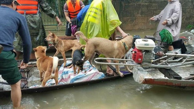 Xúc động hình ảnh người phụ nữ lội trong nước lũ, không quên xách theo chú chó trong chiếc làn nhỏ - Ảnh 5.