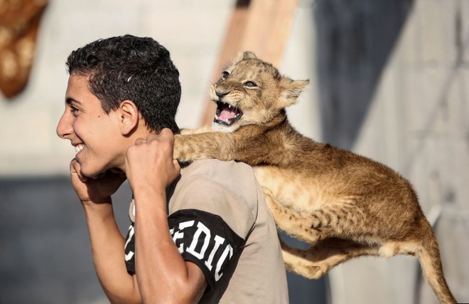 24h qua ảnh: Chàng trai Palestine chơi với sư tử con - Ảnh 5.