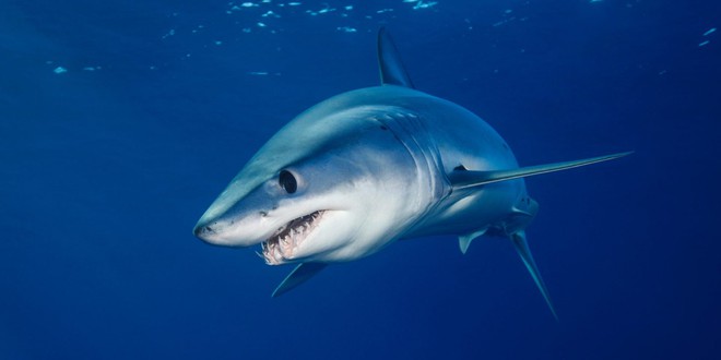 Cuộc chiến bảo vệ cá mập mako vây ngắn Bắc Đại Tây Dương: EU và Mỹ phá hỏng cơ hội vàng - Ảnh 1.