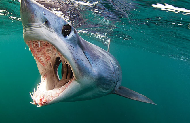 Cuộc chiến bảo vệ cá mập mako vây ngắn Bắc Đại Tây Dương: EU và Mỹ phá hỏng cơ hội vàng - Ảnh 3.