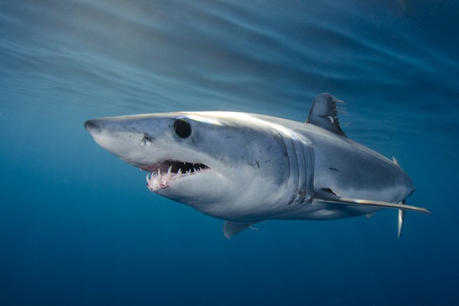 Cuộc chiến bảo vệ cá mập mako vây ngắn Bắc Đại Tây Dương: EU và Mỹ phá hỏng cơ hội vàng - Ảnh 2.