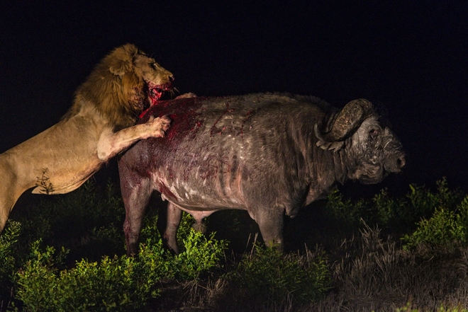 Trâu rừng kịch chiến 2 sư tử đực trong đêm và chiến thắng đầy ngoạn mục - Ảnh 1.
