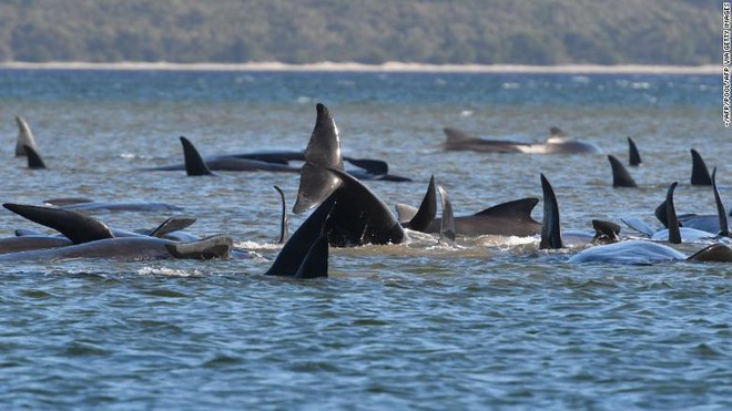 470 con cá voi hoa tiêu xuất hiện dày đặc trên bờ biển Australia - chuyện gì đã xảy ra? - Ảnh 2.