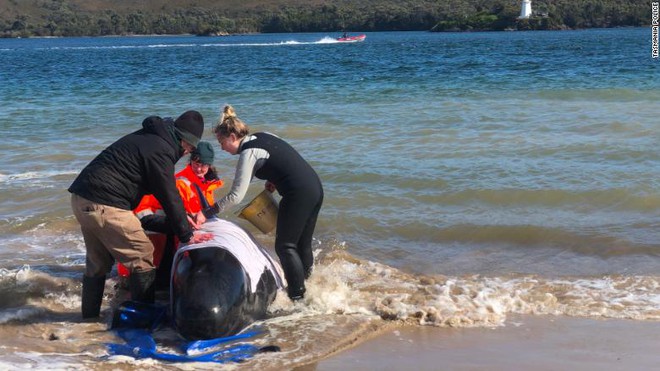 470 con cá voi hoa tiêu xuất hiện dày đặc trên bờ biển Australia - chuyện gì đã xảy ra? - Ảnh 1.