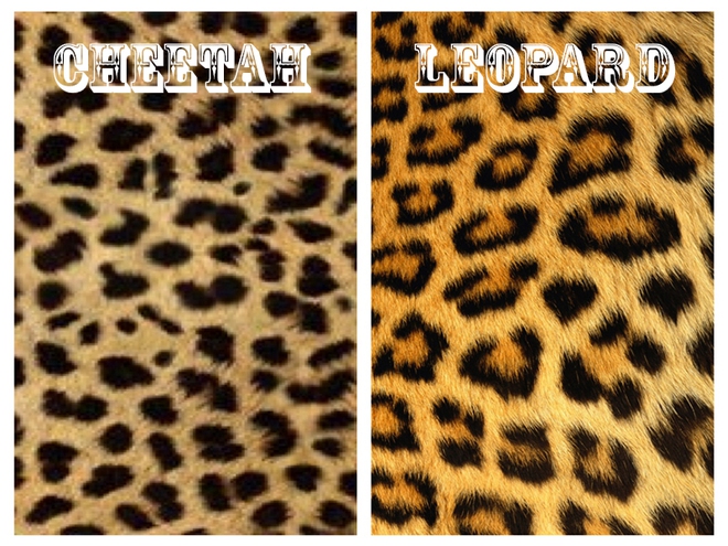 cheetahleopard