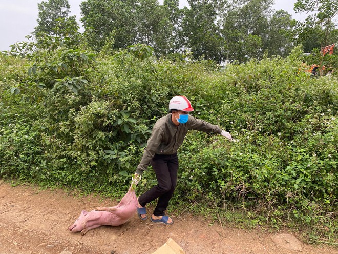 Đàn lợn cả trăm con bị kẻ lạ vứt lại giữa đường ở Nghệ An  - Ảnh 2.