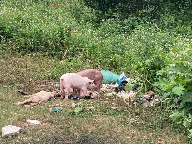 Đàn lợn cả trăm con bị kẻ lạ vứt lại giữa đường ở Nghệ An  - Ảnh 1.
