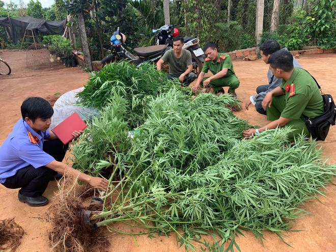 Hai anh em sinh đôi khai trồng hàng trăm cây cần sa trong rẫy cà phê để cho gà ăn - Ảnh 1.