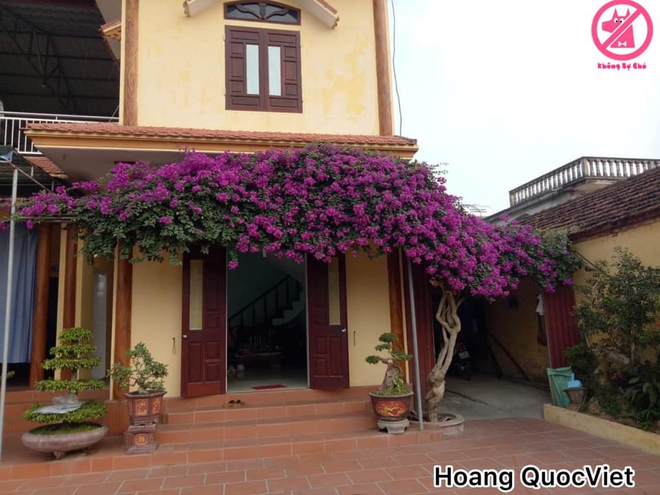Dân mạng khoe những giàn hoa vĩ đại phủ kín nhà nhưng có một nguy cơ ai nghĩ tới cũng e sợ - Ảnh 5.