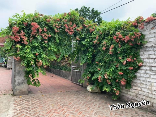 Dân mạng khoe những giàn hoa vĩ đại phủ kín nhà nhưng có một nguy cơ ai nghĩ tới cũng e sợ - Ảnh 6.