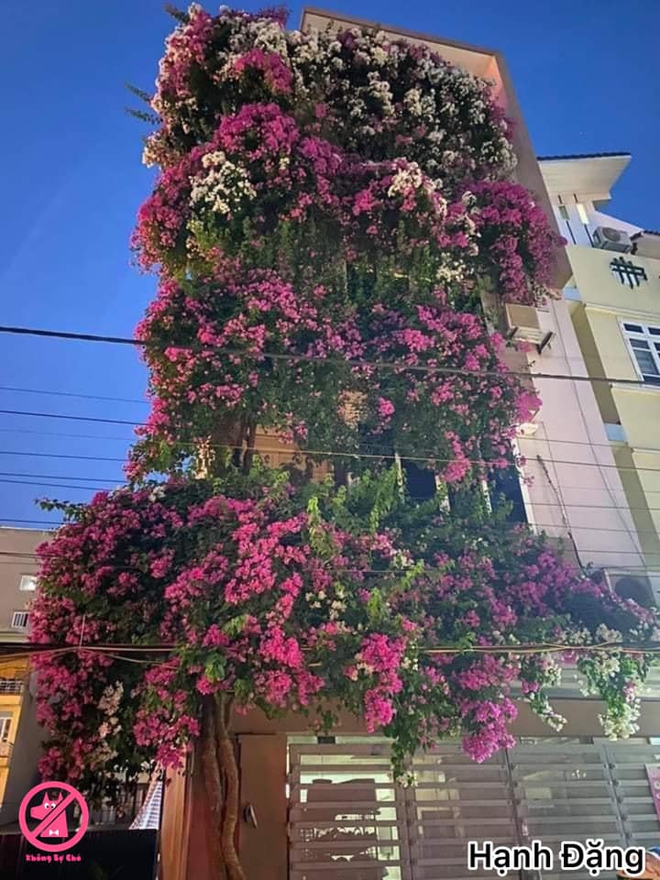 Dân mạng khoe những giàn hoa vĩ đại phủ kín nhà nhưng có một nguy cơ ai nghĩ tới cũng e sợ - Ảnh 7.