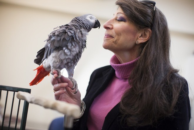 Lời vĩnh biệt của chú vẹt thông minh nhất thế giới: Cô sẽ ổn thôi, tôi yêu cô! - Ảnh 1.