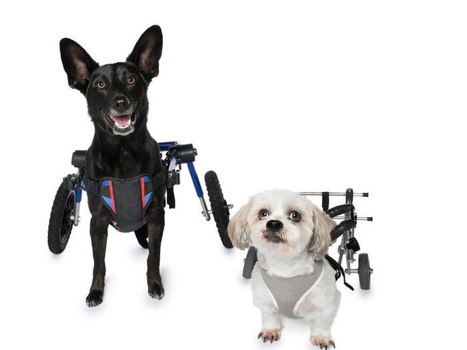 11 chú chó khuyết tật sẵn sàng truyền cảm hứng sống cho bạn - Ảnh 1.