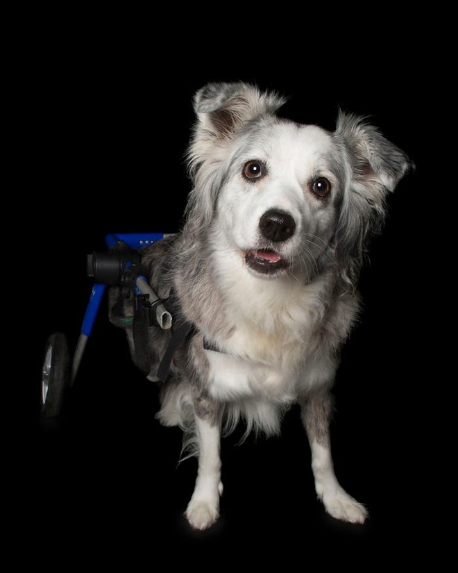 11 chú chó khuyết tật sẵn sàng truyền cảm hứng sống cho bạn - Ảnh 4.
