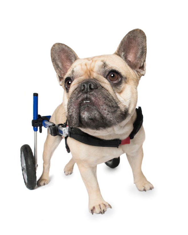 11 chú chó khuyết tật sẵn sàng truyền cảm hứng sống cho bạn - Ảnh 8.