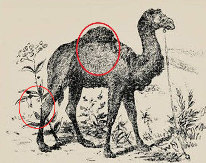 Rõ ràng là hình cái đầu chó và con lạc đà, tại sao lại nói nhìn thấy mặt người? - Ảnh 5.
