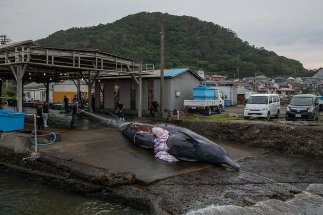 24h qua ảnh: Thợ lặn giúp cá voi khổng lồ thoát khỏi lưới đánh cá - Ảnh 7.