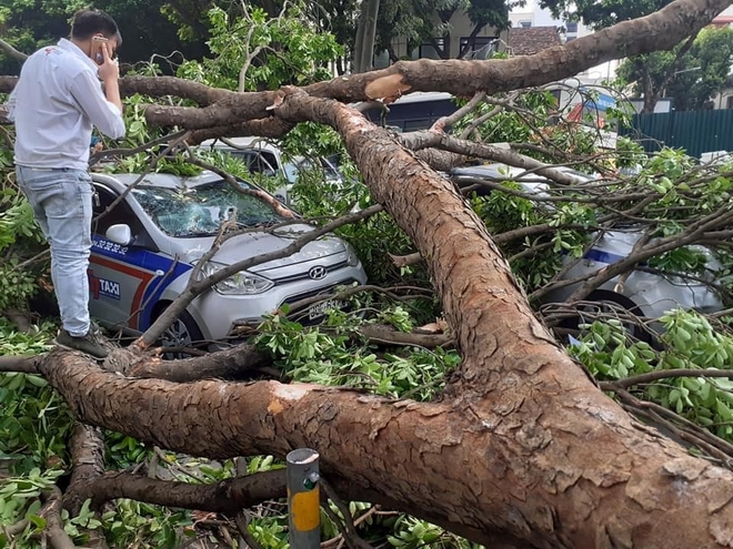 Cây xà cừ đổ gãy đè bẹp 3 ô tô trên phố Hà Nội - Ảnh 2.