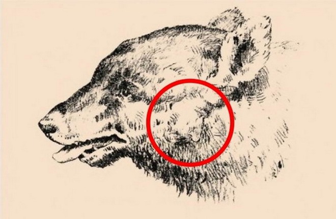 Rõ ràng là hình cái đầu chó và con lạc đà, tại sao lại nói nhìn thấy mặt người? - Ảnh 3.