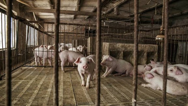 Dự báo kho dự trữ thịt lợn bí mật của Trung Quốc sắp cạn kiệt, chỉ còn trụ được 3 tháng - Ảnh 2.