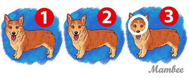 Câu đố 5 giây: Trong bức tranh 3 con chó, đố bạn tìm ra con chó khác biệt trong vòng 5 giây. - Ảnh 2.