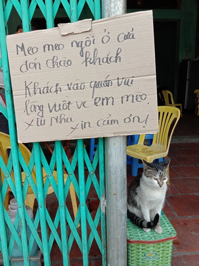 Con mèo khó ở ngồi chễm chệ trước quán ăn khiến chủ phải viết ngay biển cảnh báo, ai đọc cũng buồn cười - Ảnh 2.
