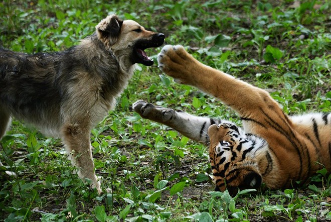 Nhân viên sở thú thả chó vào chuồng hổ khiêu chiến: Thái độ của chúa sơn lâm sau đó khiến họ ngỡ ngàng - Ảnh 5.