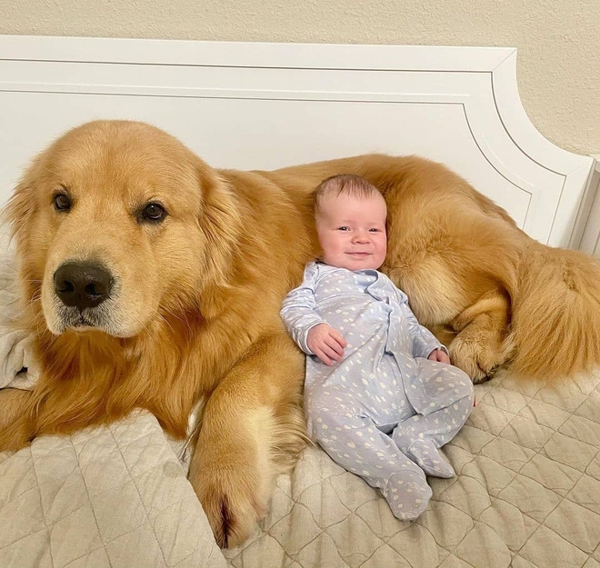Mệt mỏi vì phải chăm sóc, chàng trai đem chó Golden về quê gửi bà ngoại: 1 tháng sau gặp lại không thể tin vào mặt mình! - Ảnh 2.