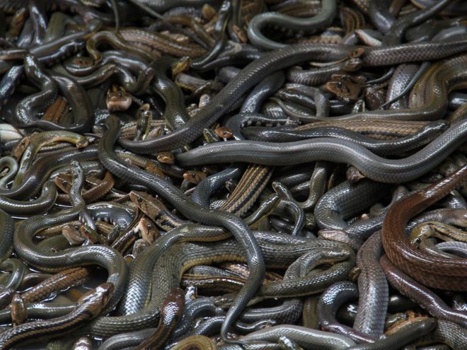 Sự kiện làm bùng nổ số lượng rắn trên Trái Đất: Gần 4.000 loài xâm chiếm hành tinh - Ảnh 1.