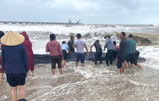 Dân làng chạy ra giải cứu con cá voi nặng 2 tấn trôi dạt vào bờ biển - Ảnh 1.