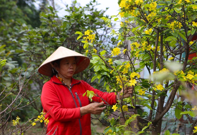 Chưa đến Tết vườn mai vàng đã nở rộ khiến nhiều nông dân buồn méo mặt - Ảnh 7.