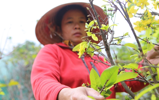 Chưa đến Tết vườn mai vàng đã nở rộ khiến nhiều nông dân buồn méo mặt - Ảnh 9.