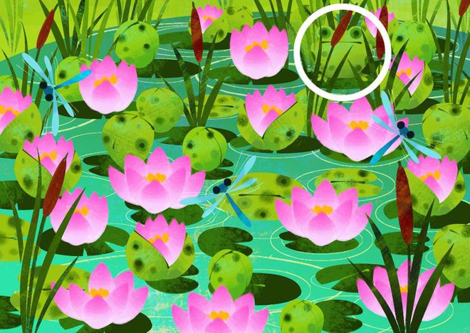 Thách thức thị giác 3 giây: Đố bạn tìm ra con ếch xanh trong đầm sen nở rộ - Ảnh 2.