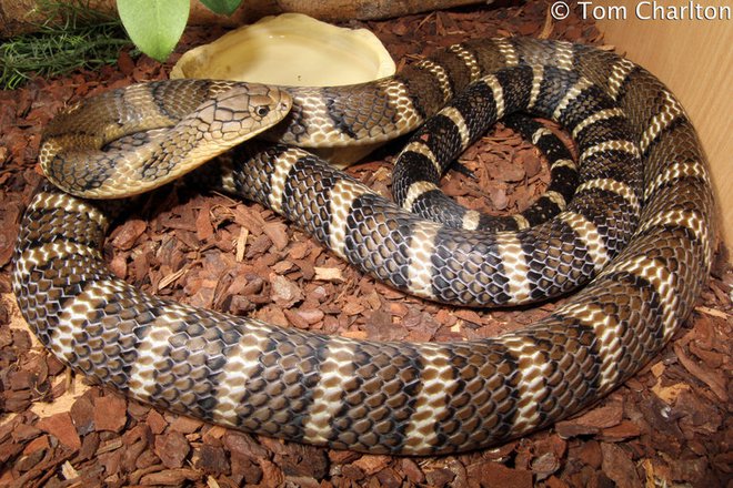 Loài rắn độc nhất Việt Nam: Cạp nong, cạp nia hay hổ mang chúa cũng không có cửa - Ảnh 4.
