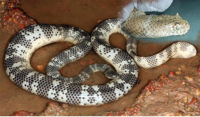 Loài rắn độc nhất Việt Nam: Cạp nong, cạp nia hay hổ mang chúa cũng không có cửa - Ảnh 7.