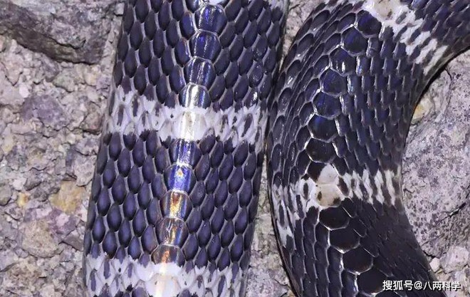 Loài rắn độc nhất TQ: 1 miligam nọc là đủ giết người, hổ mang chúa cũng khiếp sợ nhưng tính tình lại rất tương phản - Ảnh 1.