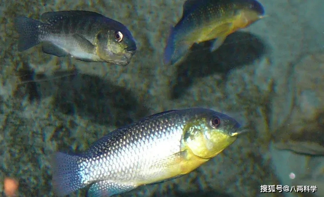Loài cá duy nhất sống được trong hồ tử thần châu Phi: Kiếm ăn trên bờ vực cái chết, cá đang bơi có thể bị luộc chín - Ảnh 2.