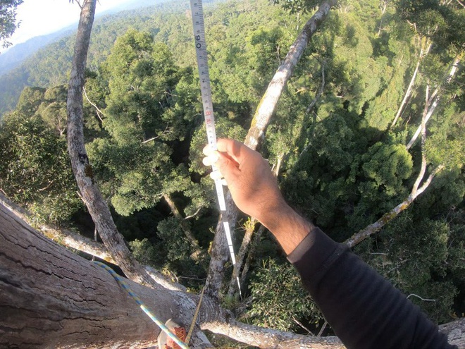 Phát hiện cây nhiệt đới cao nhất thế giới ở Malaysia, nặng gấp đôi chiếc Boeing 737-800 - Ảnh 2.