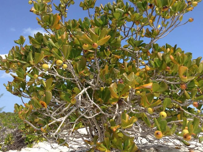 Cây đẹp nhưng đó là loài cây độc nhất hành tinh, chỉ đứng dưới bóng cây cũng chết người - Ảnh 3.