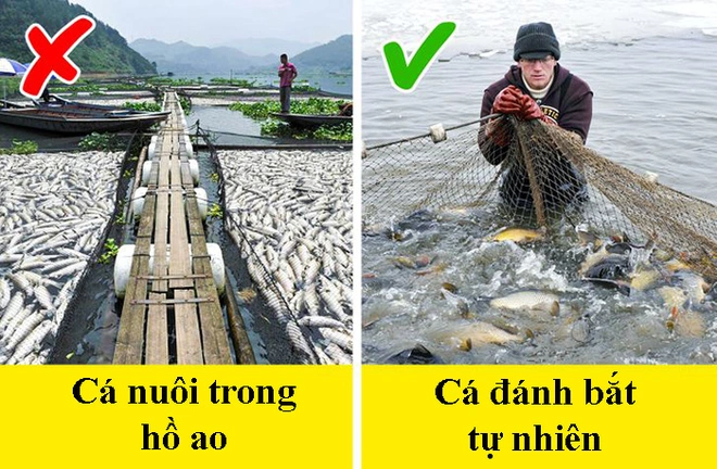 8 dấu hiệu nhận biết để chọn mua cá tươi ngon: Cá hồi màu đẹp không hẳn đã tốt - Ảnh 5.