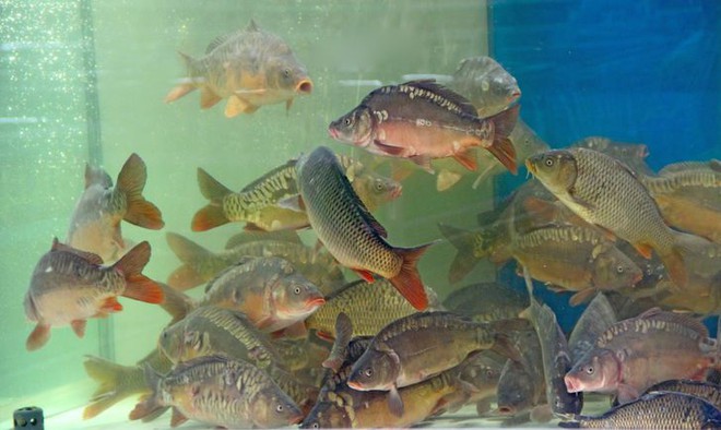 8 dấu hiệu nhận biết để chọn mua cá tươi ngon: Cá hồi màu đẹp không hẳn đã tốt - Ảnh 4.