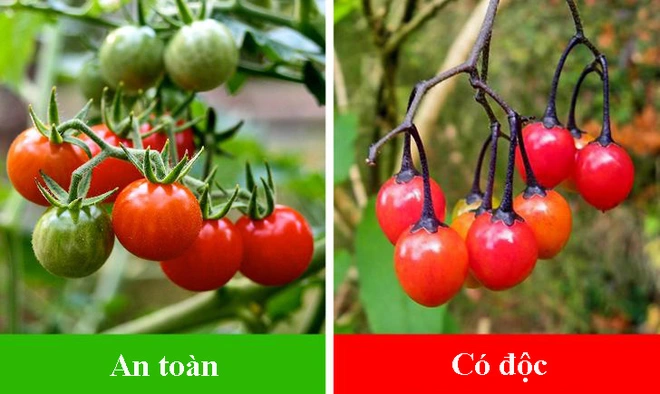 7 loại cây ăn quả có anh em song sinh giống như đúc: Quả an toàn, quả có độc chết người - Ảnh 7.