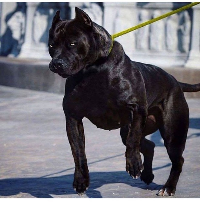 Top 5 loài chó nguy hiểm nhất thế giới, Pitbull vẫn chưa phải là kẻ mạnh nhất - Ảnh 4.