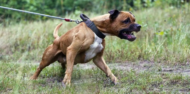 Top 5 loài chó nguy hiểm nhất thế giới, Pitbull vẫn chưa phải là kẻ mạnh nhất - Ảnh 1.