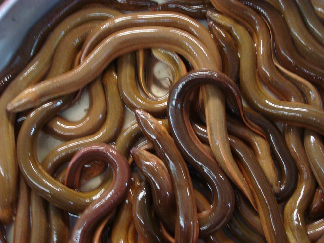 Người Trung Quốc có câu “Rắn mương sợ lươn đồng” - Có thật là rắn sợ lươn?  - Ảnh 3.