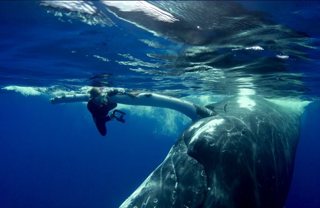 Bị cá voi đẩy lên mặt nước, thợ lặn giật mình nhận ra mình vừa thoát chết trong gang tấc - Ảnh 2.