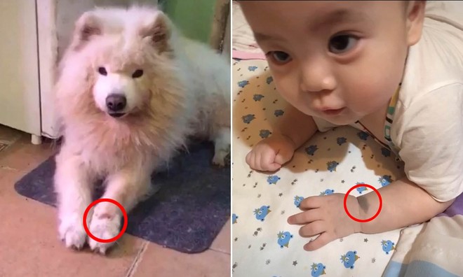 Chó cưng vừa qua đời, bà mẹ kinh ngạc khi thấy dấu hiệu lạ trên người đứa con mới sinh - Ảnh 1.