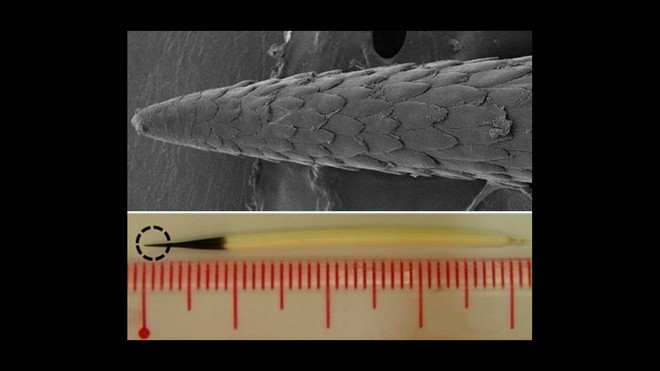 Điều gì xảy ra khi lốp ô tô cán qua lông nhím? Liệu sợi lông có đủ làm thủng lốp? - Ảnh 1.