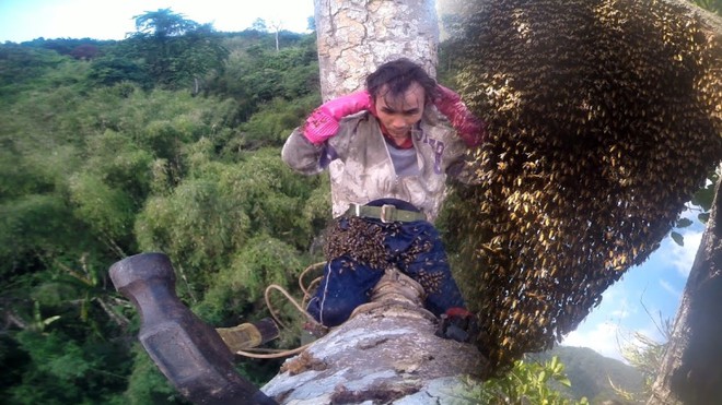 Mạo hiểm trèo lên ngọn cây cao để lấy các tổ ong khoái siêu khủng - Ảnh 1.